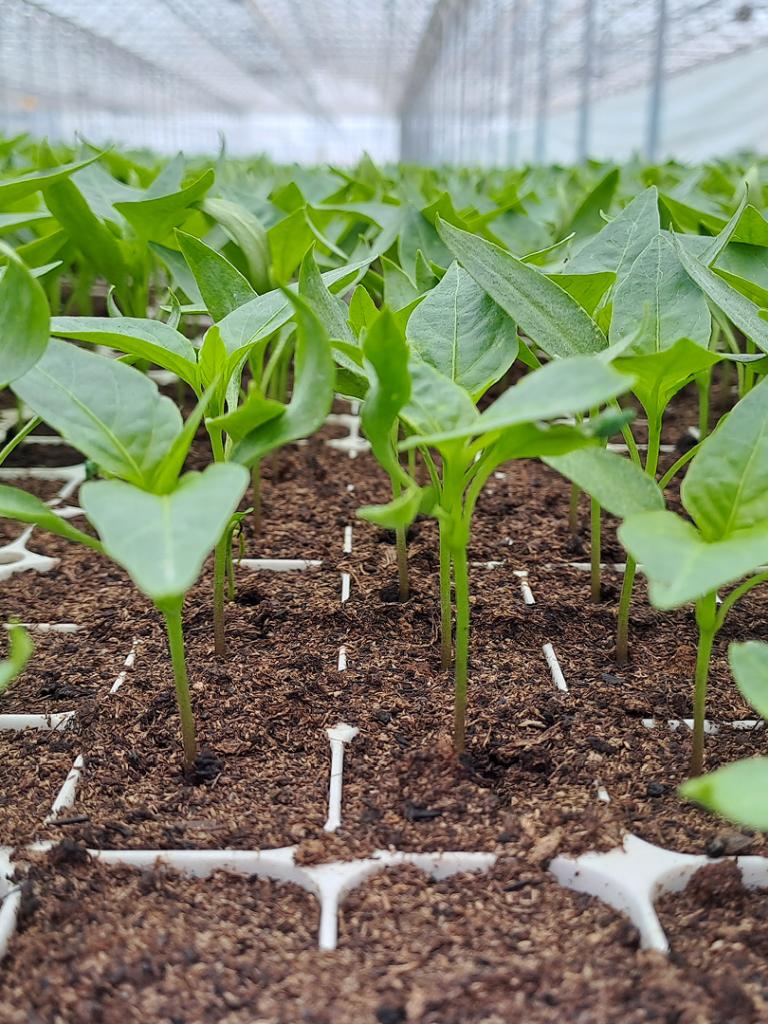 Mindent biztosítunk a kezdéshez