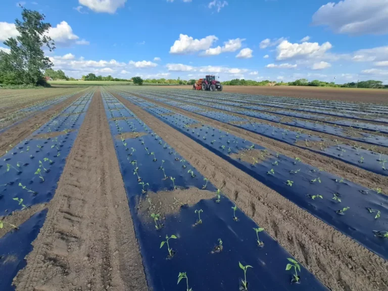 20240510_163837-Gps-vezerelt-traktor-palantazas-egymenetben-folia-es-csepegteto-szalag-fektetessel-1024x768