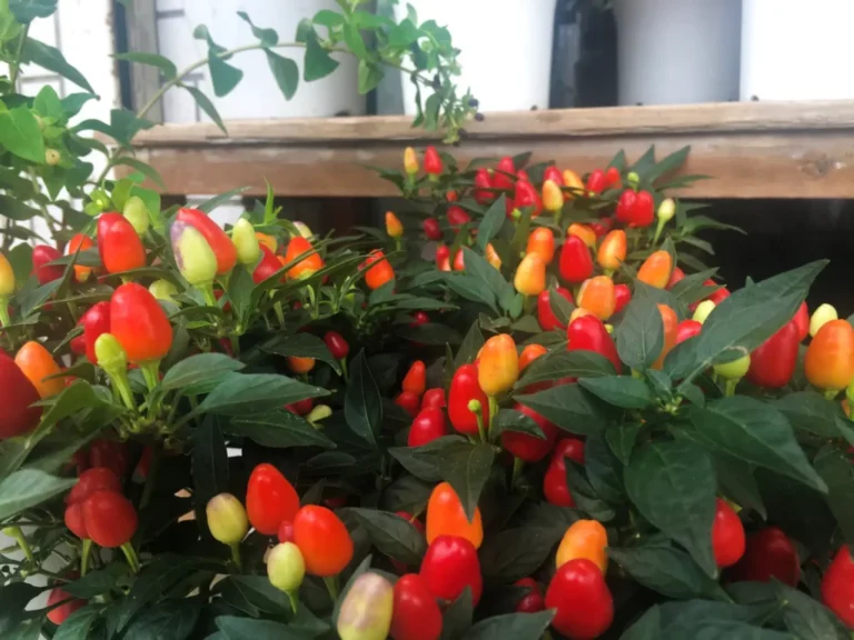 Fuszerpaprika-szines-1024x768