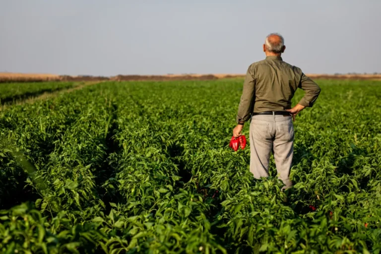 Fuszerpaprika-termesztes-1024x683